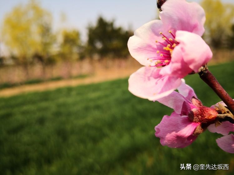 七绝十里桃花,十里桃花的诗句大全