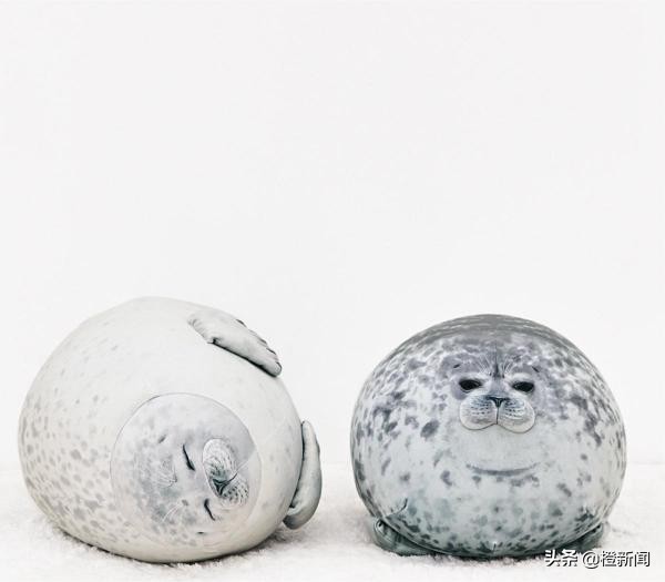 大阪海洋馆小海豹,日本大阪海游馆