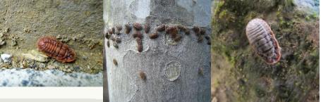 草履蚧危害香椿,草履蚧怎么防治彻底