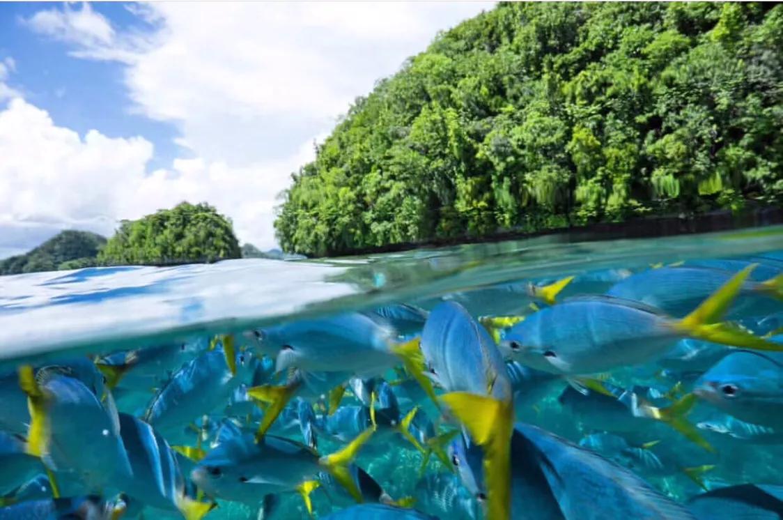 塞班岛和帕劳岛哪个好玩,马代帕劳最美的海岛