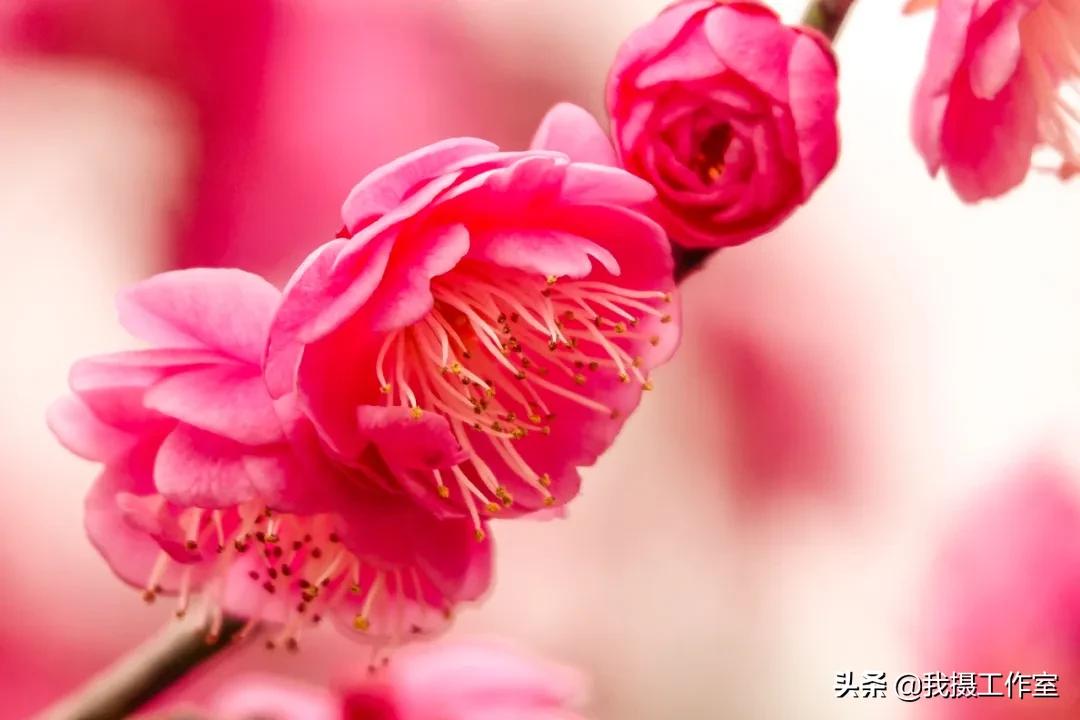 第16届国际摄影艺术展获奖作品,第29届全国摄影艺术展览作品集