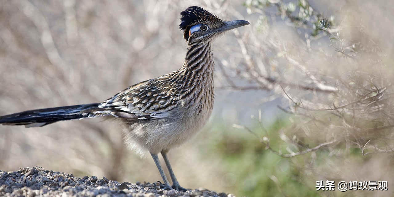 电影蒙太奇的理解,蒙太奇知识