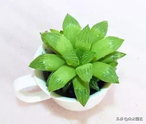 多肉十二卷寿的窗口怎么不透明,多肉热点话题