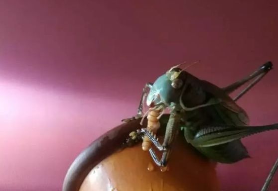 不是百日虫吗？为什么我的蝈蝈6天就挂了