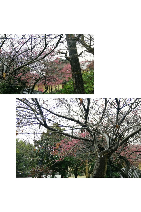 根博园根雕,根宫佛国根雕视频