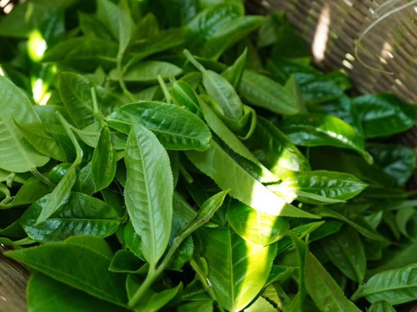 什么样的普洱茶才是好普洱茶,什么样的普洱茶是好普洱茶