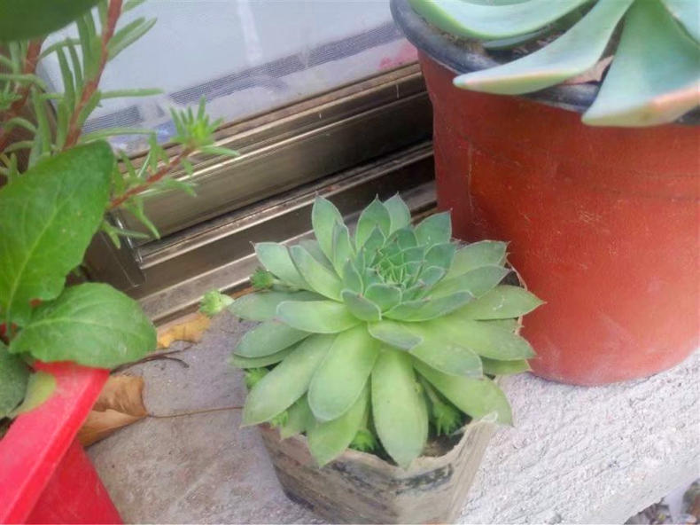 观音莲多肉怎么上盆好看,多肉观音莲叶片下弯