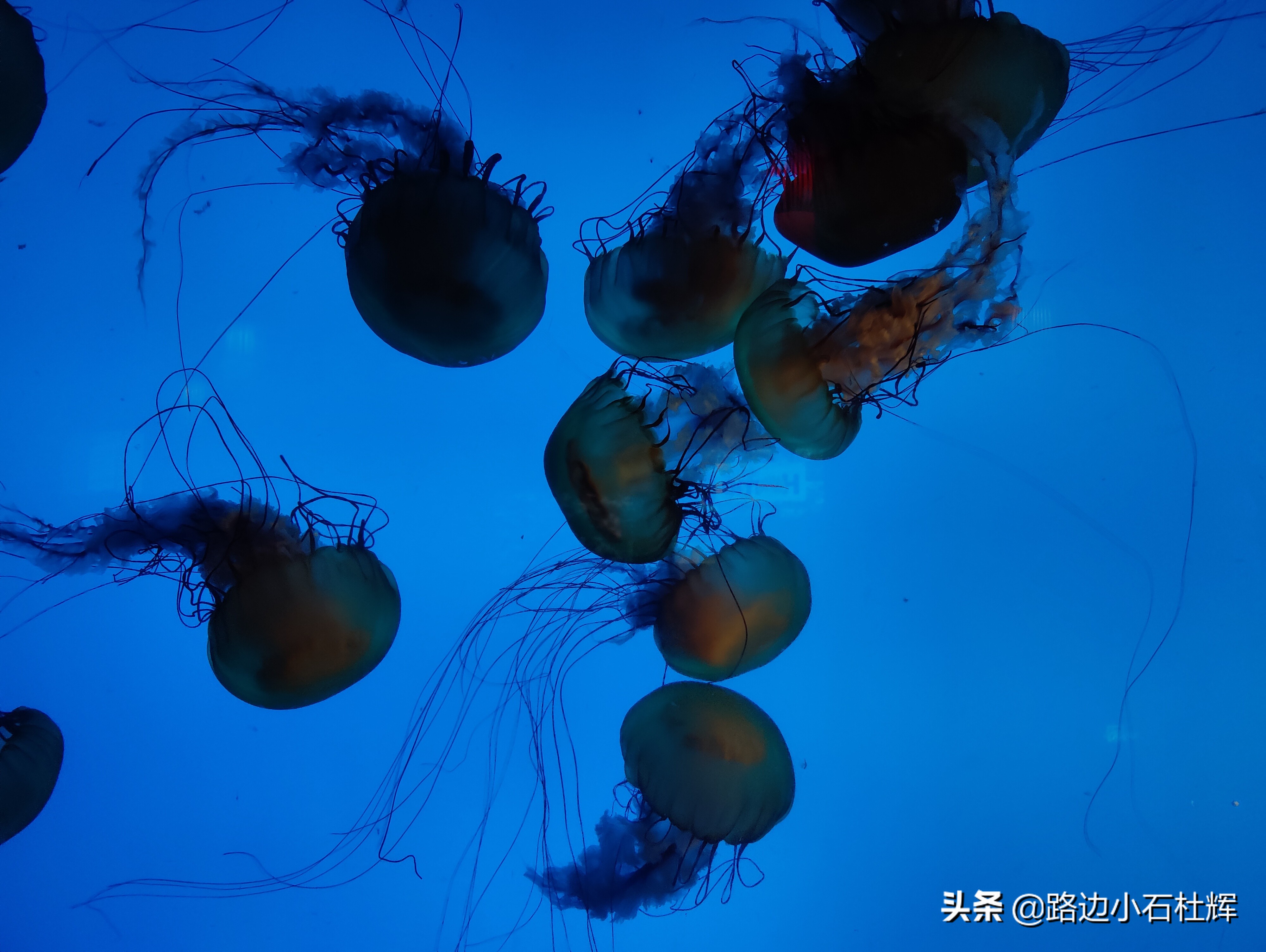 北京海洋馆海底世界游玩攻略,海洋馆北京海底世界游玩路线