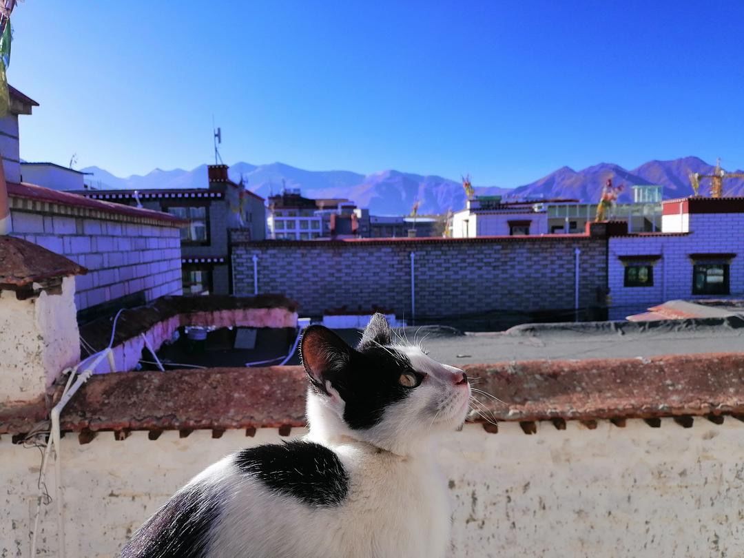 拉萨养猫达人,中国养猫日记
