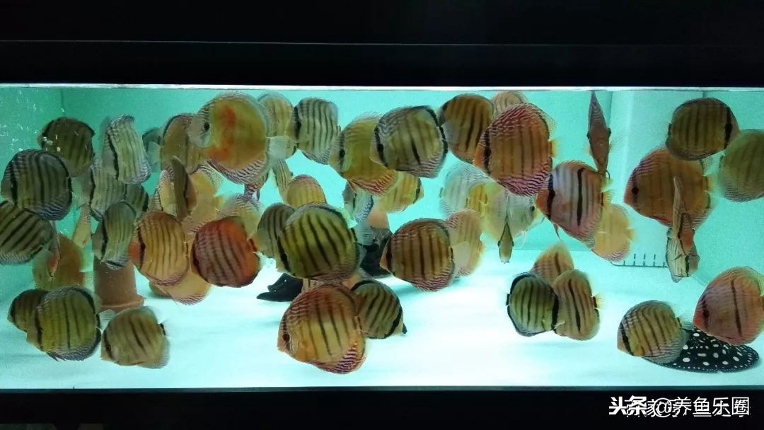 这位土豪家的渔场,光滤材就花了500多万,你确定不要见识一下?