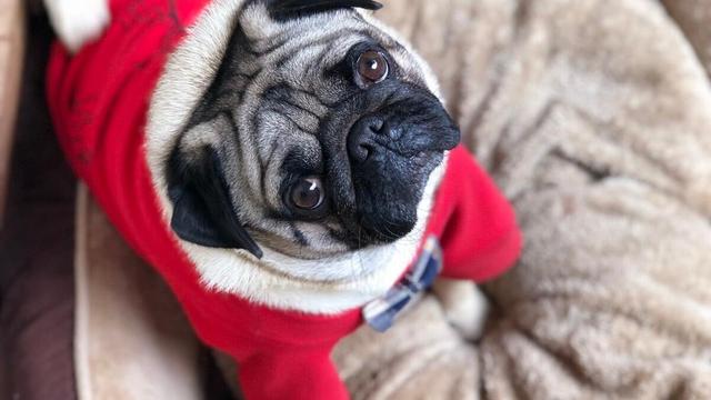 巴哥犬怎么养才是正确的,养巴哥犬要注意些什么