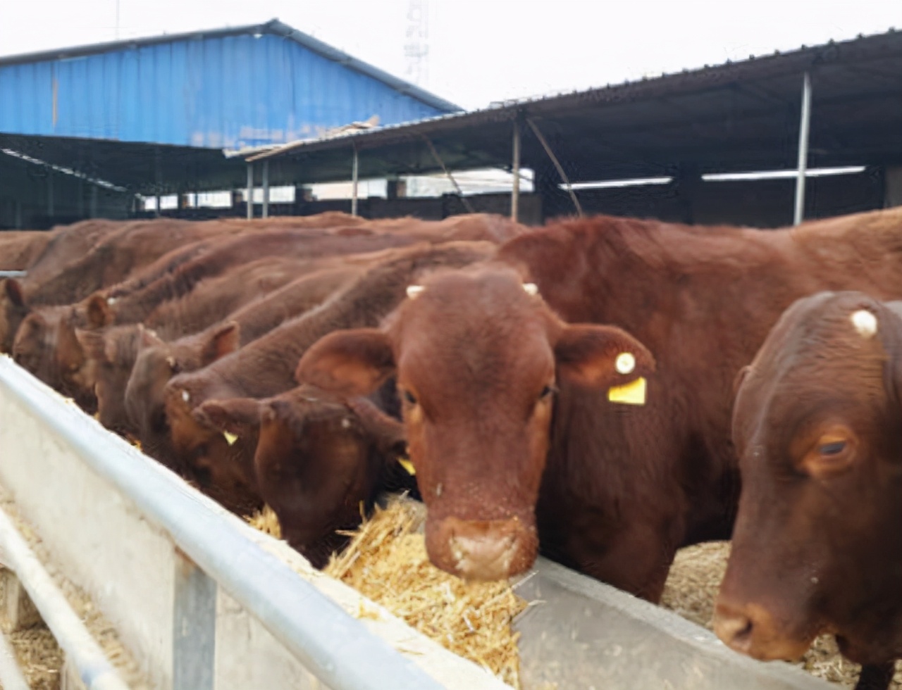 养牛赚钱吗一只羊能赚多少,养牛一年能赚多少钱