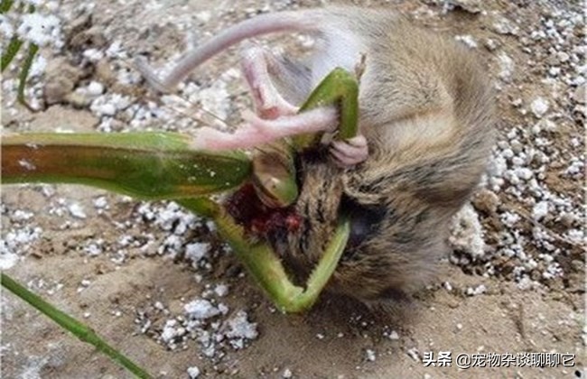 螳螂虽然美丽但性情却非常凶狠,螳螂是怎么成为最强食肉昆虫的