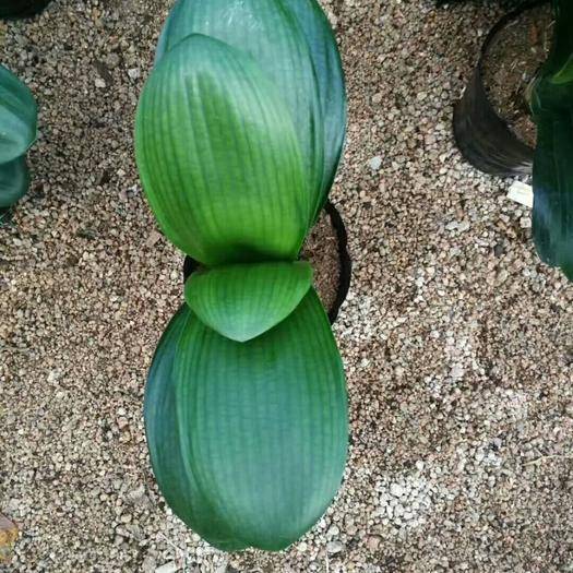 购买优质君子兰小苗,买纯红色君子兰