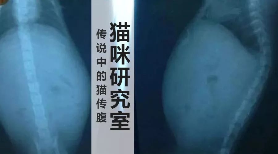 得了猫传腹叫是怎么回事,得了猫传腹怎么治疗