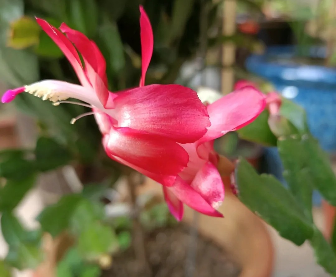 15种蟹爪兰品种介绍,蟹爪兰哪些品种好看