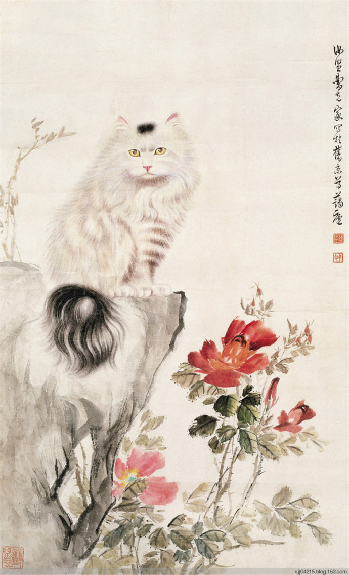 中华田园狮子猫多少钱一只,中华田园猫狮子猫蓝色眼睛