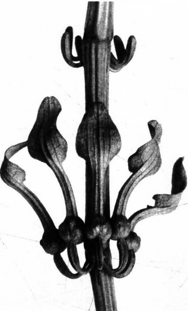 美国摄影师斯蒂格利茨作品,阿尔弗雷德·斯蒂格利茨的作品