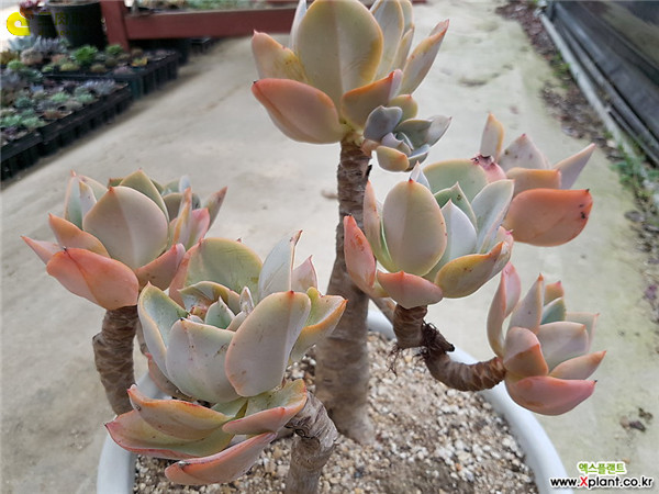 容易爆盆的玫瑰多肉,容易过冬过夏的多肉