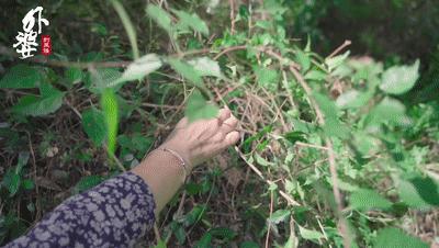 山上哪种树叶能做豆腐吃,山豆腐用什么树叶做的