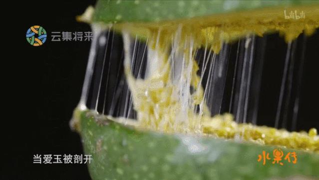 白色凉粉和黄色凉粉的区别,跟凉粉一样的东西是什么