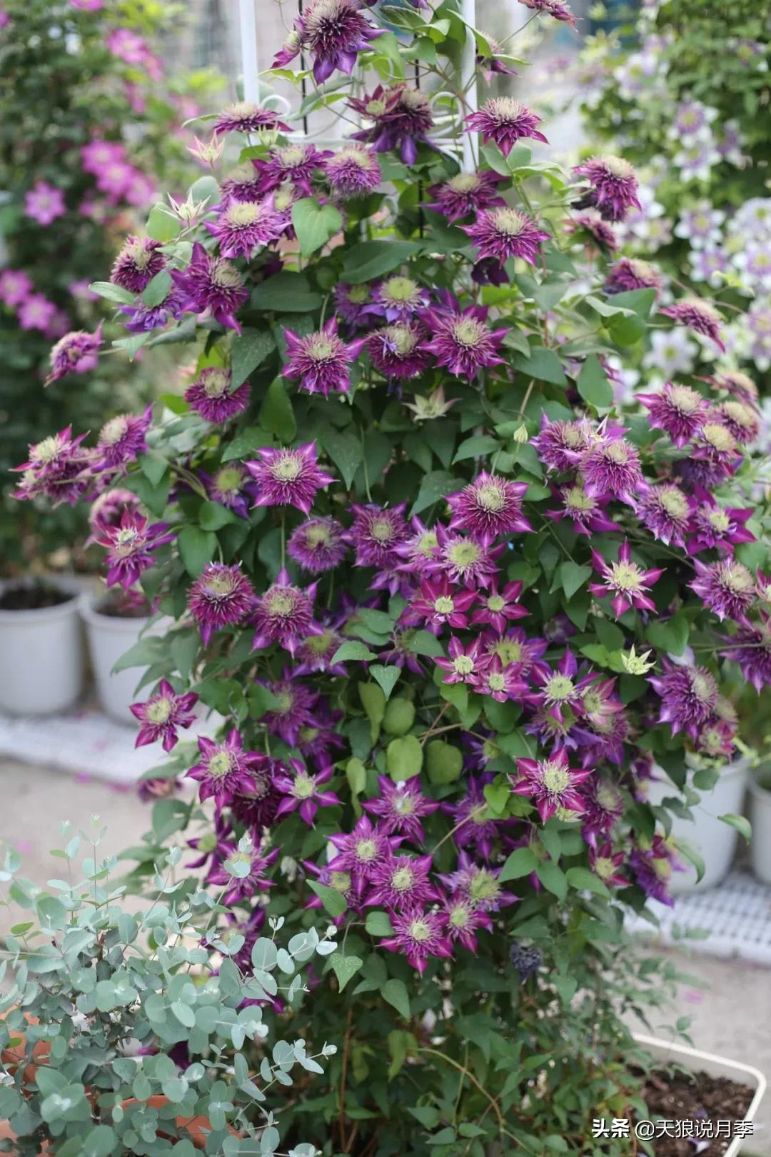 别人做梦都想要的花墙，他早就用铁线莲实现了