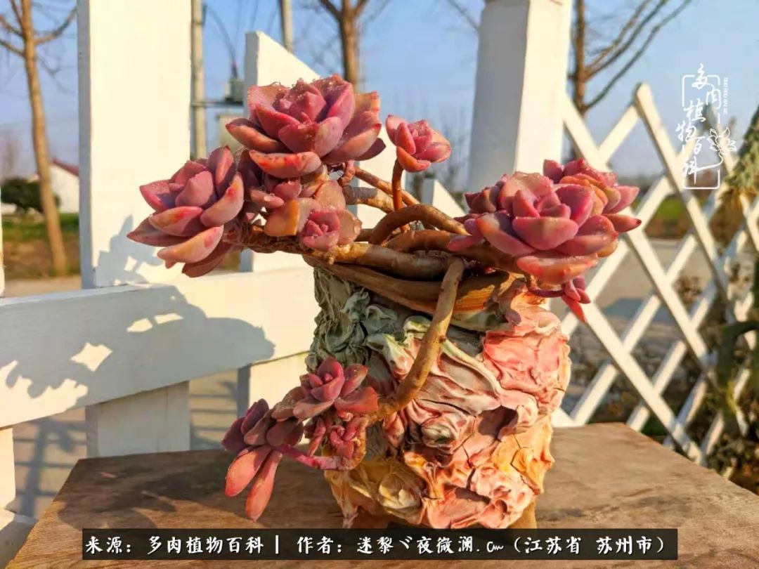 围观多肉版武林大会，一起穿越吧,下