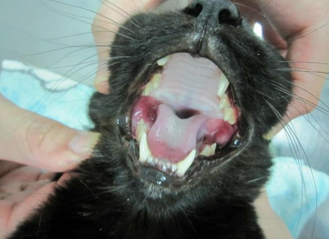 狗狗口炎和口腔癌的区别,狗狗口炎症状图