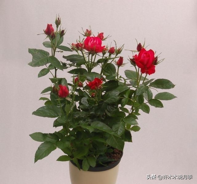 推荐一下多头月季花,100种月季品种大全