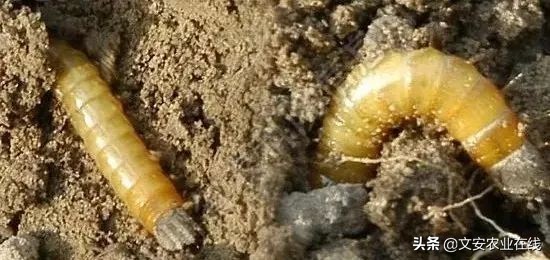 地下害虫怎么防治效果最好,多种地下害虫的防治方法