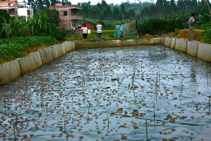 90后小伙养殖青蛙,农村创业致富养蛙