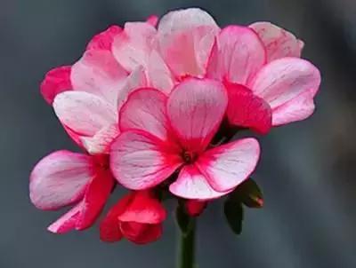 100种花的英文和花语是什么,100种花的花语以及送花礼仪分享