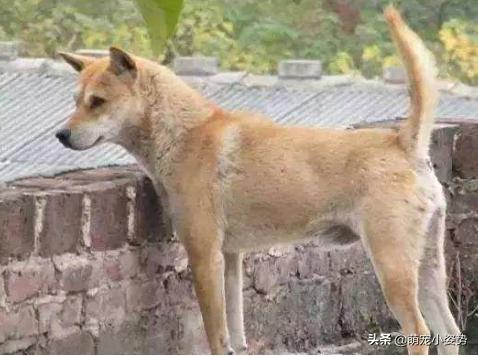 土狗为啥不用遛,为什么土狗不训练就看家