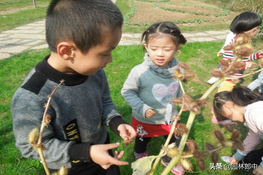 农村这种植物十分少见,农村这些植物你见过吗