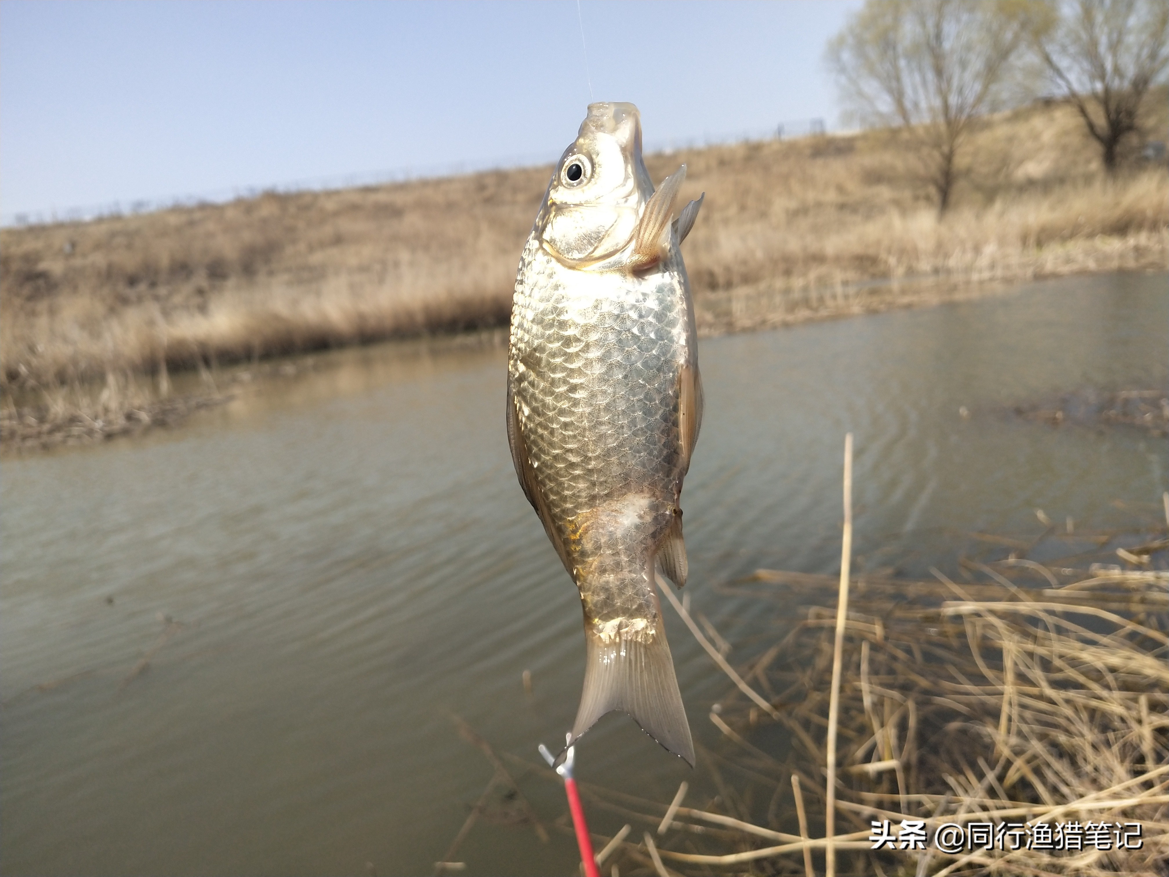 蘸料小米钓鱼,自制大米钓鲫鱼防止小杂鱼