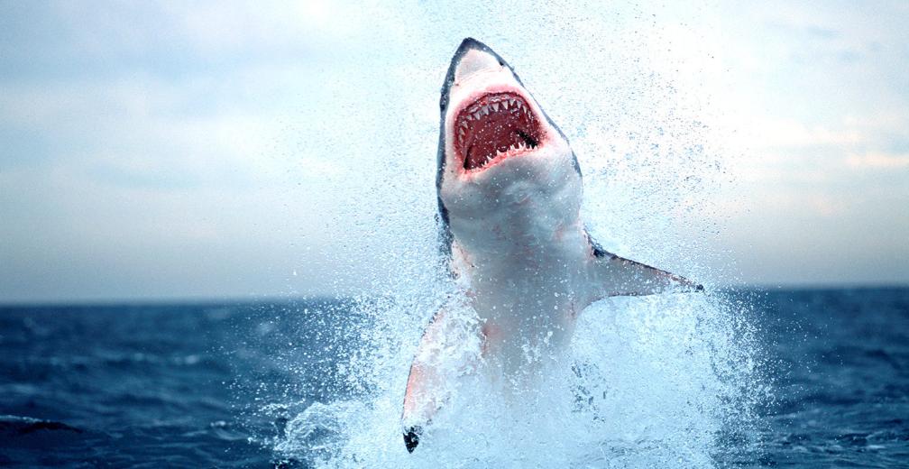 被“青春伤痛文学”冤枉了十几年，金鱼：我的记忆真的不止7秒