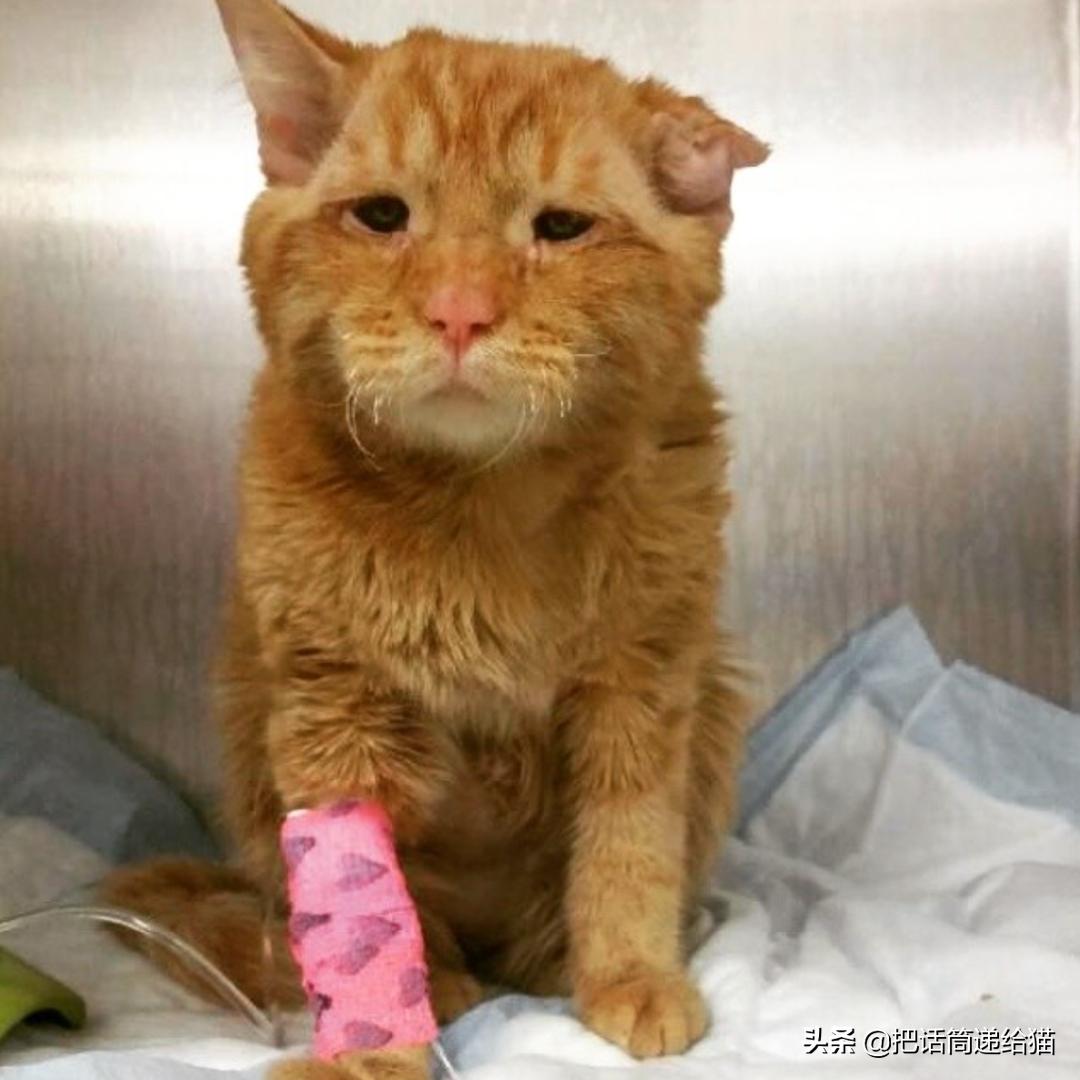 被弃养的猫还要打疫苗吗,弃养了一只猫