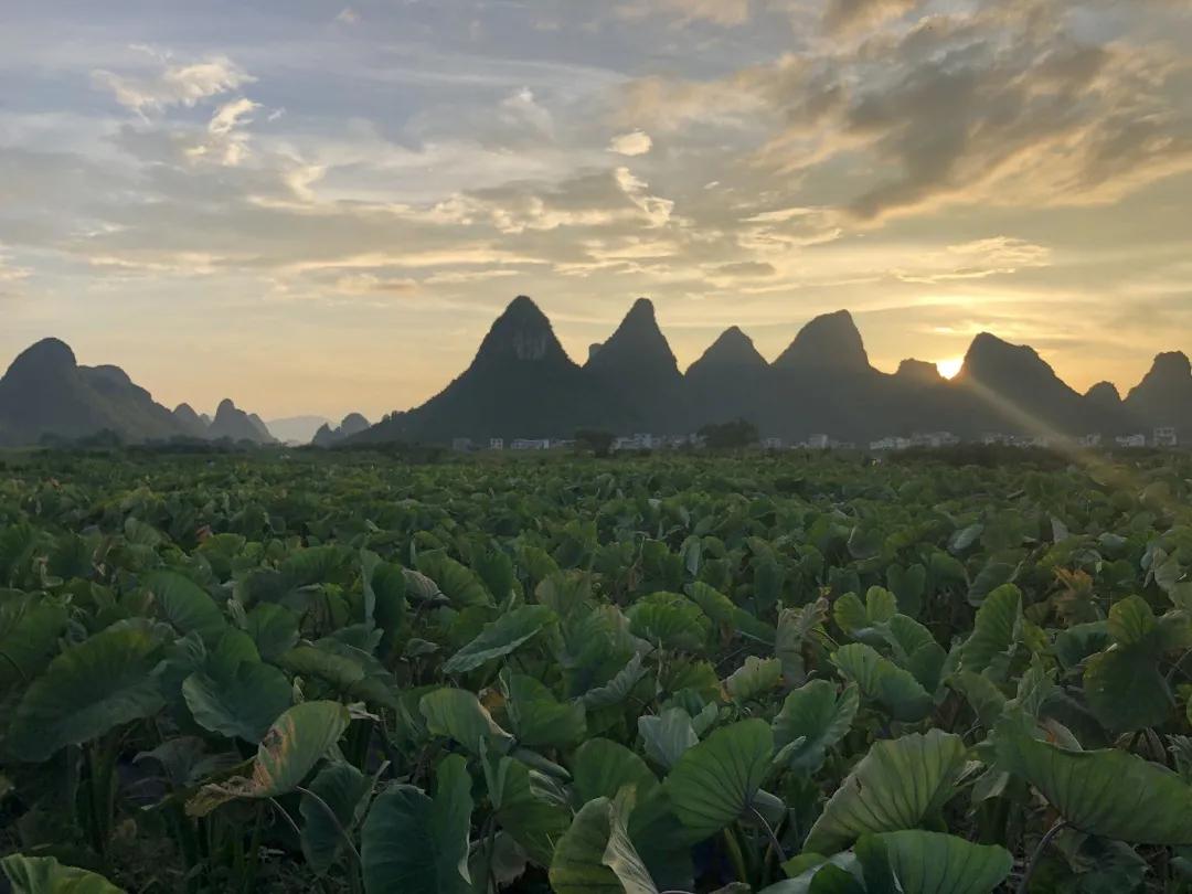 荔浦芋头蛋糕为什么火,荔浦芋头为什么煮了很久还是脆的