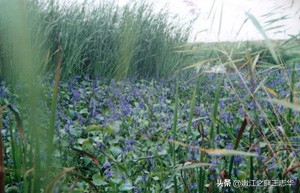 我的家在东北松花江上古诗,我的家在东北松花江上诗词