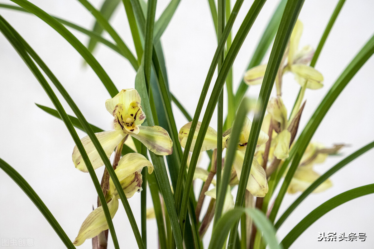 新栽的兰花为什么干尖,兰花干叶子尖用什么治疗