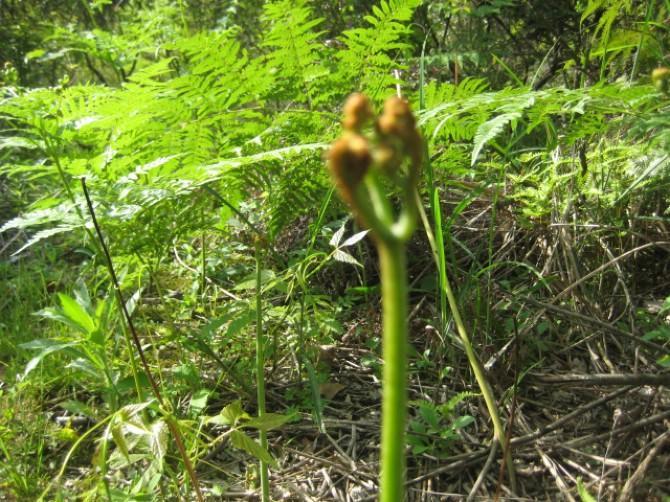大山上有一种野草叫龙须菜,大山上长了一种红色的野菜