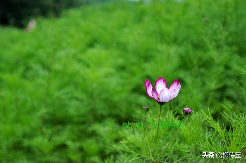 佳人美景图片,手把手教你拍出屏保照片