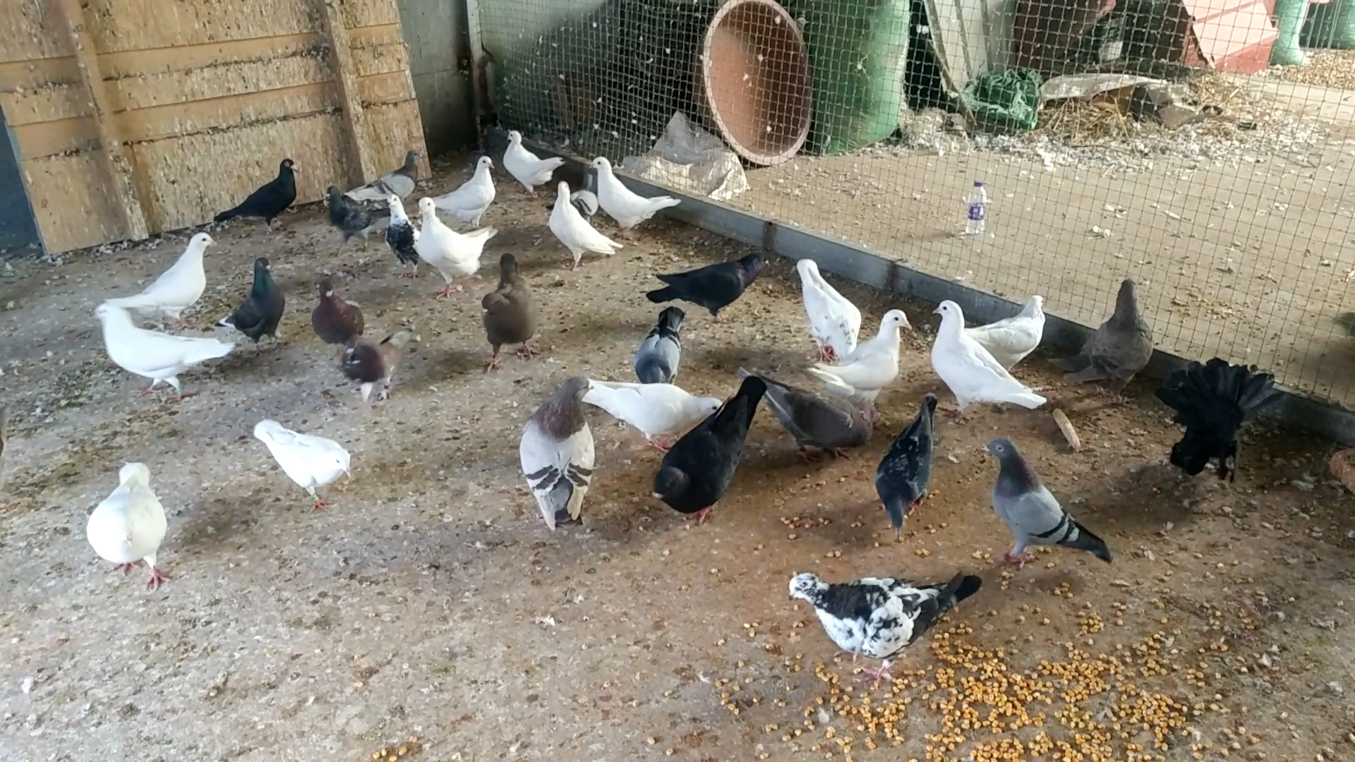 鸽子不产蛋视频,鸽子不生蛋是什么原因