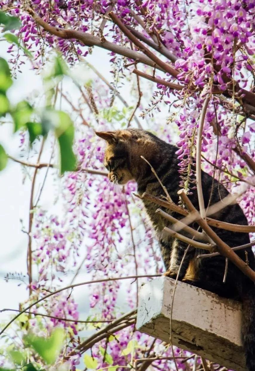 一个不出郑州的踏青好去处,天津春游公园推荐