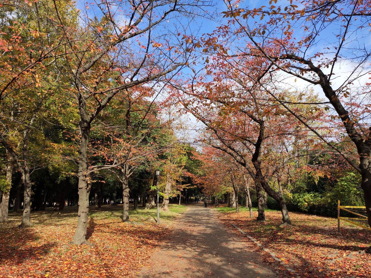 日本大阪马拉松,日本大阪马拉松赛道难度