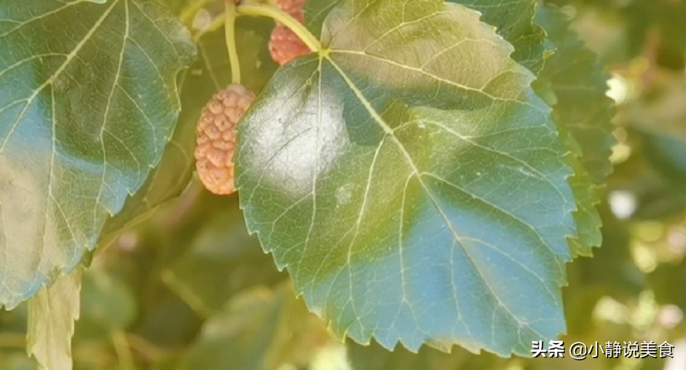 桑叶全身都是宝也被称之为神仙叶,小小的一片桑叶营养价值这么高