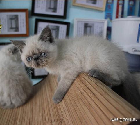 养猫新手买猫注意什么,新手养猫和买猫的注意事项