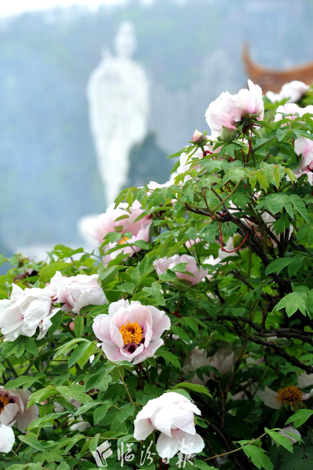 临汾新闻早知道｜新选3县「市」长；市区公租经适限价房摇号结果公示；街巷整治！襄汾上榜；古县牡丹节