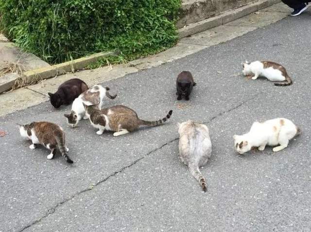 日本的撸猫圣地,日本东京免费撸猫的地方