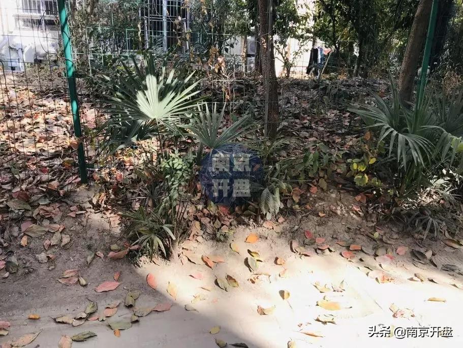 假山里住人！物业不作为，南京超级大盘终于要换物业了